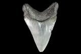 Juvenile Megalodon Tooth - Georgia #101340-1